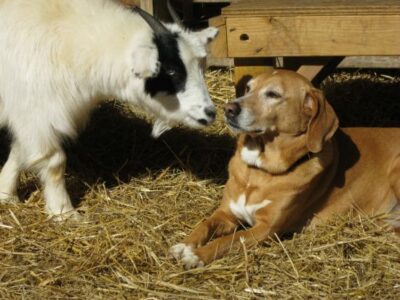 Goat Farming, Part 1: Selecting a Goat Breed and Preparing for Arrival Image